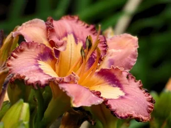 Brouhaha (daylily)