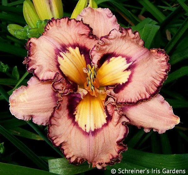 Brouhaha (daylily)