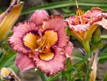 Brouhaha (daylily)