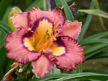 Brouhaha (daylily)