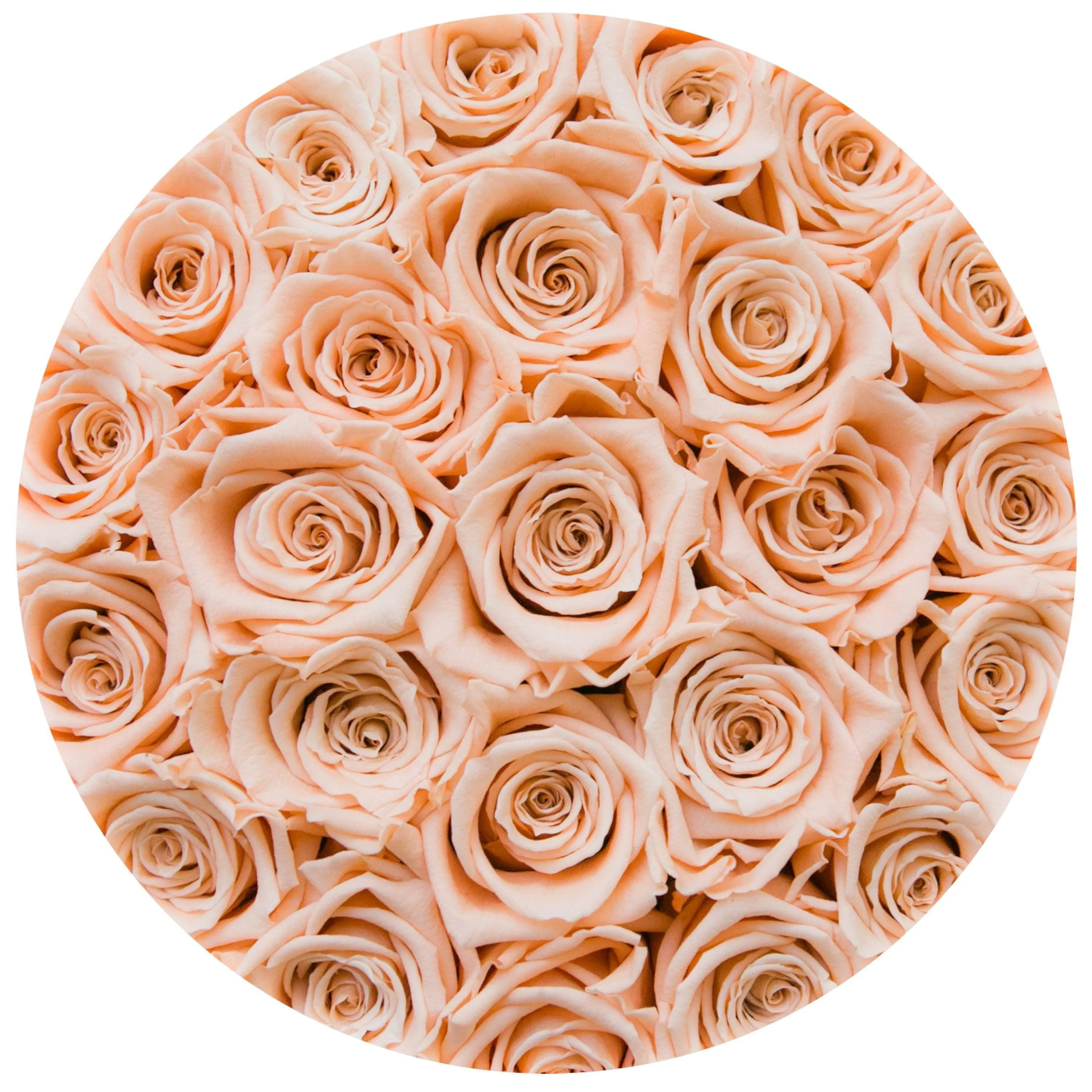 Classic Black Box | Peach Roses